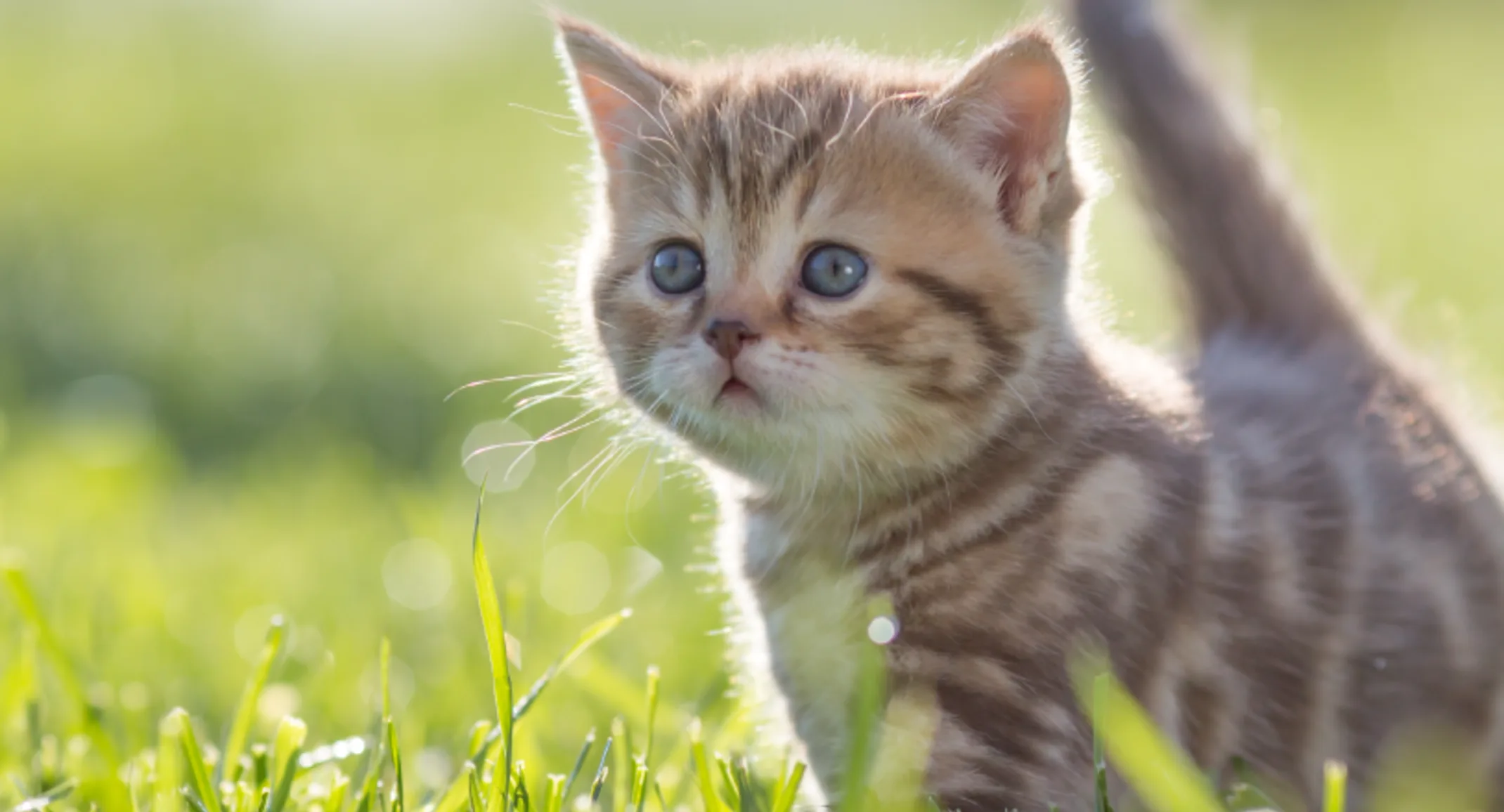 Cat walking through green grass